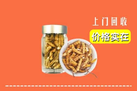 夏县回收散虫草